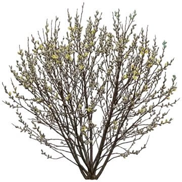 Common Pussy Willow cut-out illustration
