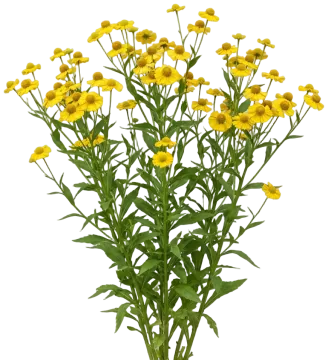 Common Sneezeweed cut-out illustration