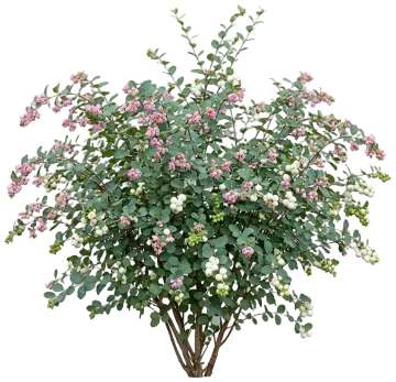 Common Snowberry cut-out illustration
