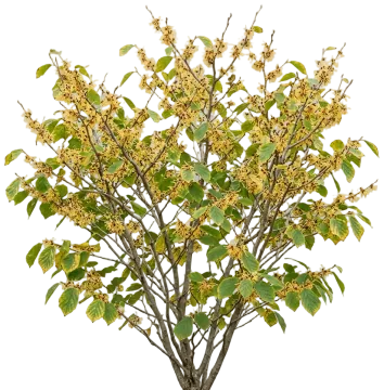 Common Witch Hazel cut-out illustration
