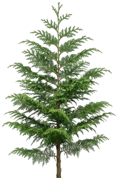Compact Fernspray Cypress cut-out illustration