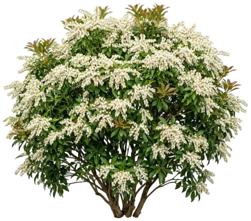 Compact Japanese Pieris cut-out illustration