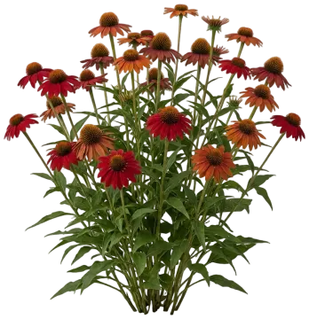 Artisan Red Ombre Coneflower cut-out illustration