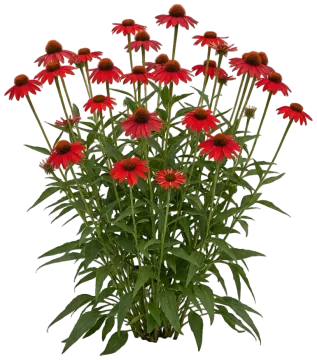 Color Coded Frankly Scarlet Coneflower cut-out illustration