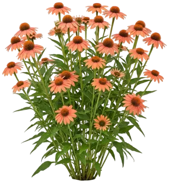 Color Coded One in a Melon Coneflower cut-out illustration