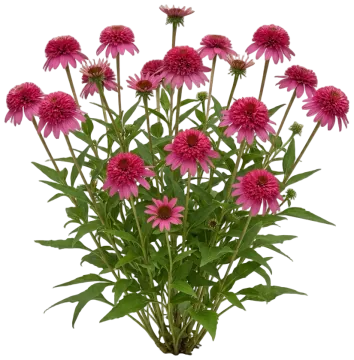 Double Coded Raspberry Beret Coneflower cut-out illustration