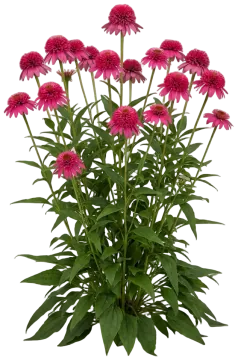 Double Dipped Raspberry Ripple Coneflower cut-out illustration