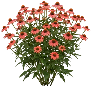 Eye-Catcher Coral Craze Coneflower cut-out illustration