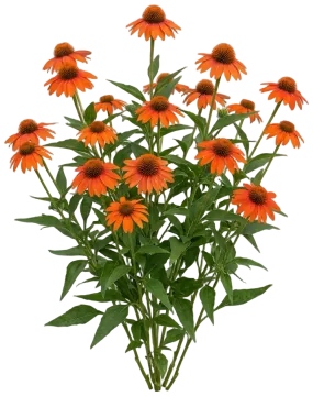 Eye-Catcher Tanager Coneflower cut-out illustration