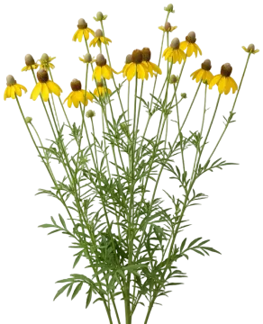Gray-Headed Coneflower cut-out illustration