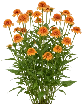 Marmalade cut-out illustration