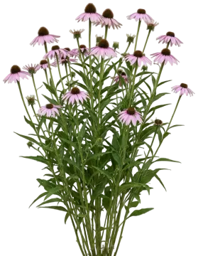 Narrow-Leaf Coneflower cut-out illustration