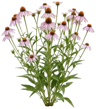 Pale Purple Coneflower cut-out illustration