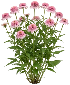 Pink Double Delight cut-out illustration