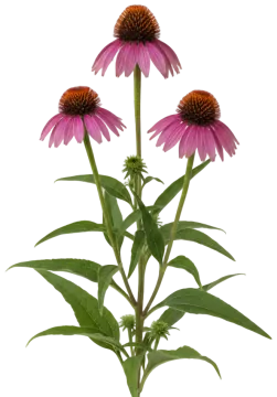 Purple Coneflower cut-out illustration