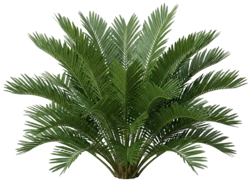 Coontie cut-out illustration