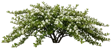 Coral Beauty Cotoneaster cut-out illustration