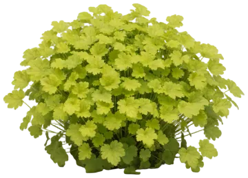 Citronelle cut-out illustration