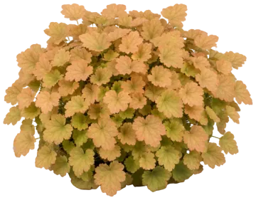 Georgia Peach cut-out illustration