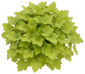 Lime Rickey cut-out illustration