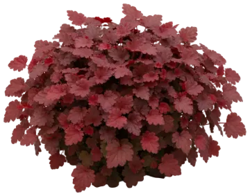 Coral Bells cut-out illustration