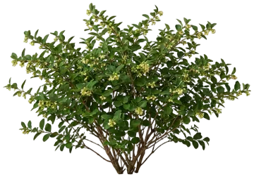 Coralberry cut-out illustration