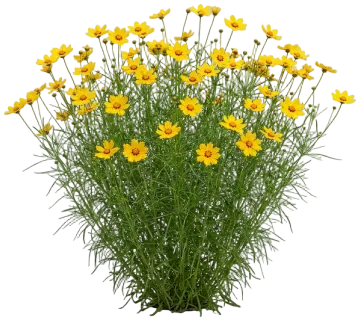 Designer Threads Golden Needles Coreopsis cut-out illustration