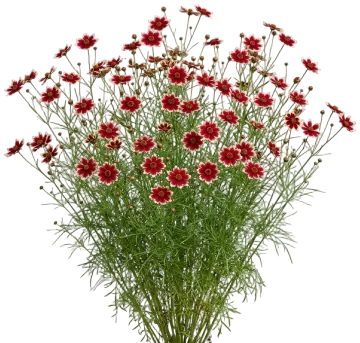 Designer Threads Heartstrings Coreopsis cut-out illustration