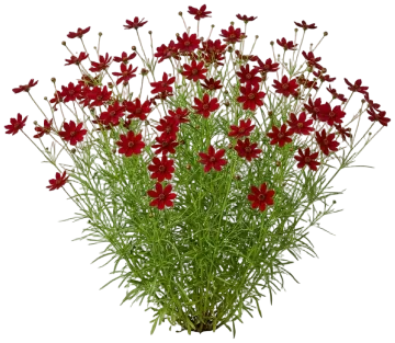 Designer Threads Scarlet Ribbons Coreopsis cut-out illustration