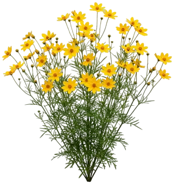 Coreopsis cut-out illustration