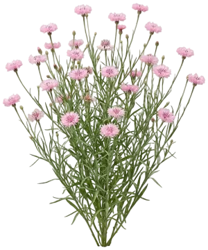 Pink Bachelor's Button cut-out illustration