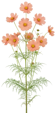 Apricot Lemonade cut-out illustration