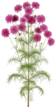 Double Click Rose cut-out illustration