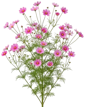 Sensation Pink cut-out illustration