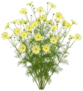 Xanthos cut-out illustration