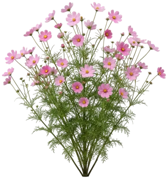 Cosmos cut-out illustration