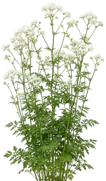 Cotton Ball Meadow Rue cut-out illustration