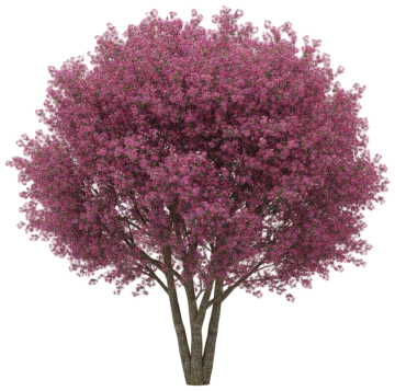 Flowering Crabapple cut-out illustration
