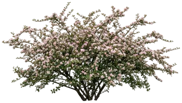 Cranberry Cotoneaster cut-out illustration