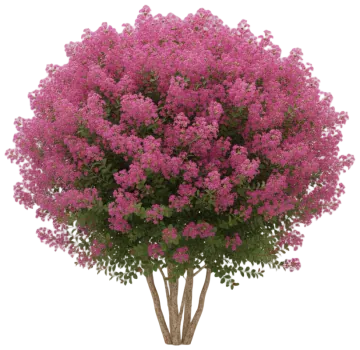 Crape Myrtle cut-out illustration