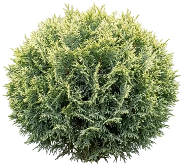 Cream Ball Japanese False Cypress cut-out illustration