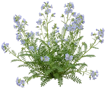 Creeping Jacob's Ladder cut-out illustration