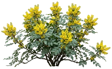 Creeping Oregon Grape cut-out illustration