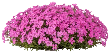 Drummond's Pink cut-out illustration