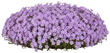 Purple Beauty cut-out illustration