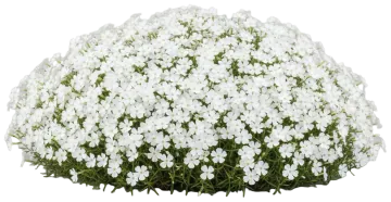 White Delight cut-out illustration