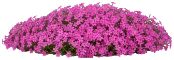 Creeping Phlox cut-out illustration