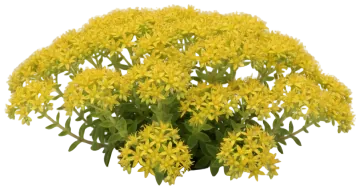 Creeping Sedum cut-out illustration
