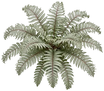 Crested Surf Fern cut-out illustration