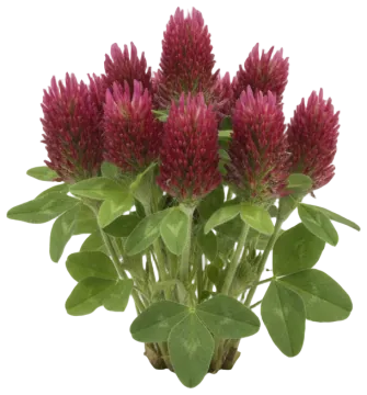 Crimson Clover cut-out illustration